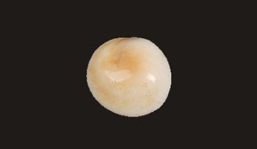 Küçük Boy ( Yavru )