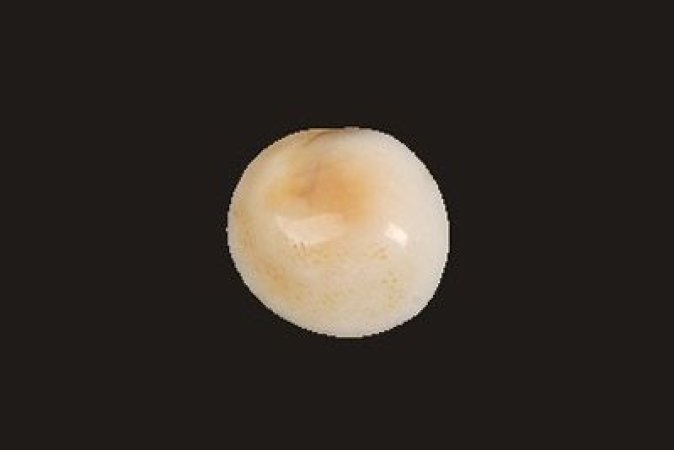 Küçük Boy ( Yavru )